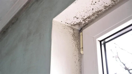 Emergency Mold Removal Services