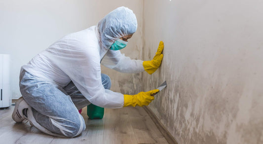 Emergency Mold Removal Services in Taylor