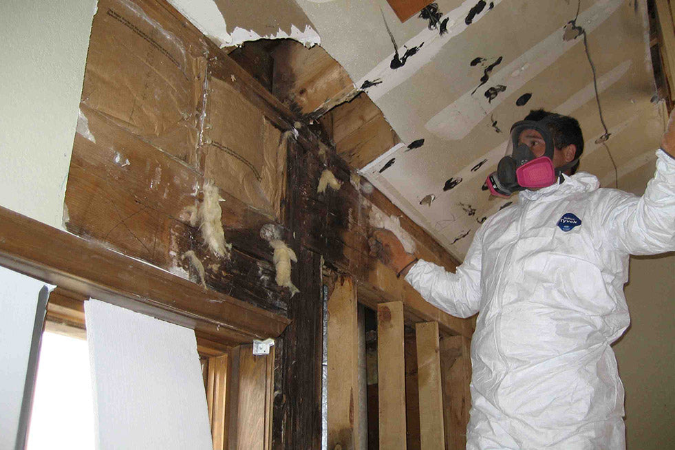 Mold Remediation Process