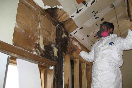 Mold Remediation Process