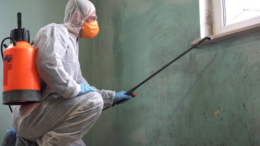 Mold Remediation Process