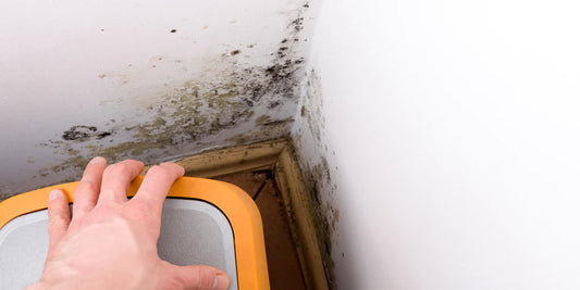 Mold and Your Health