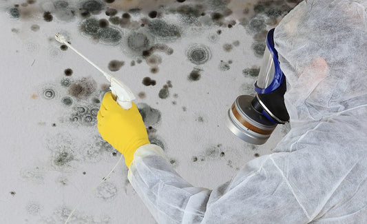 Professional Mold Inspection Services